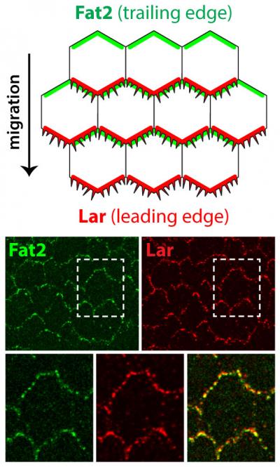Migration Signaling