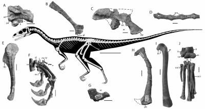 Triassic Dinosaur Illuminates Early Dino Evolution (4 of 4)