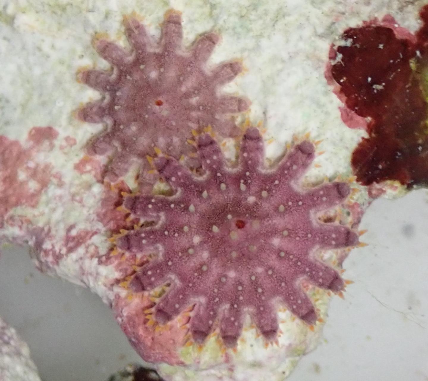 Juvenile Crown of Thorns Starfish