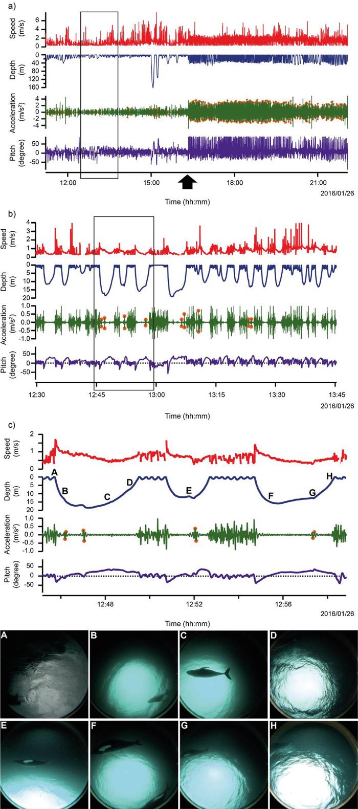 Figure 3: Time series of the humpback whale's behavioral data and stills from the video footage.