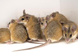 A group of spiny mice