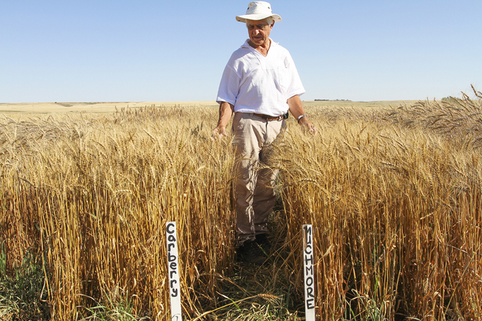 Wheat breeding