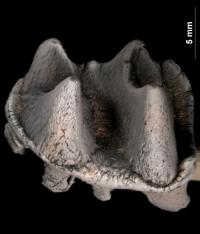 First Lower Molar of the New Giant Platypus, <i>Obdurodon tharalkooschild</i>