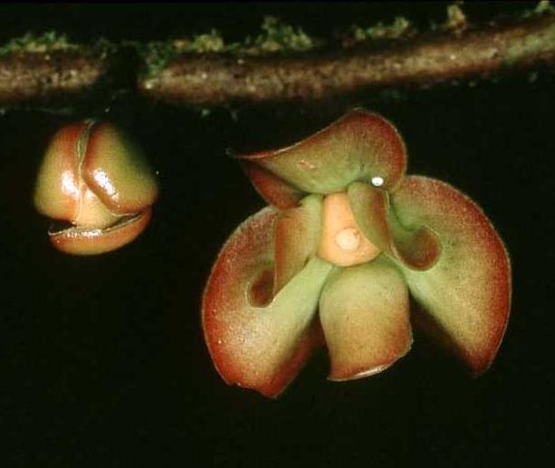 <i>Cremastosperma brevipes</i>