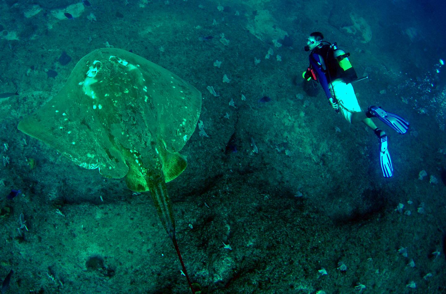 Scuba Diver with Smalleye Stingray