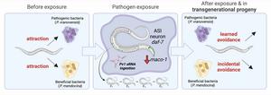 Wild nematode worms learn to avoid harmful bacteria—and their offspring inherit this knowledge