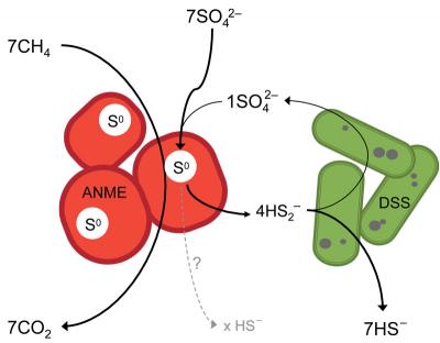 Sulfur-respiration