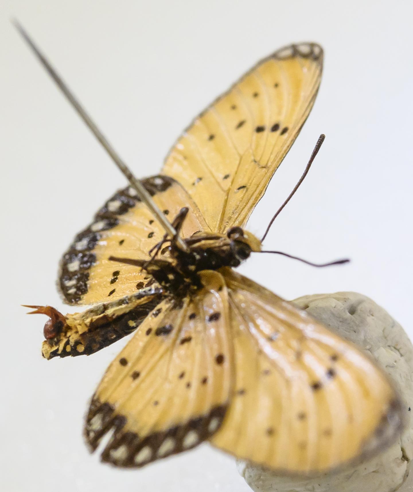 Male Butterflies Use Mating Plugs to Ensure Successors