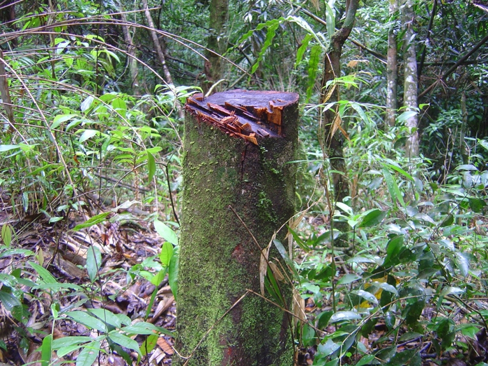 Impact of human activity on Atlantic Rainforest