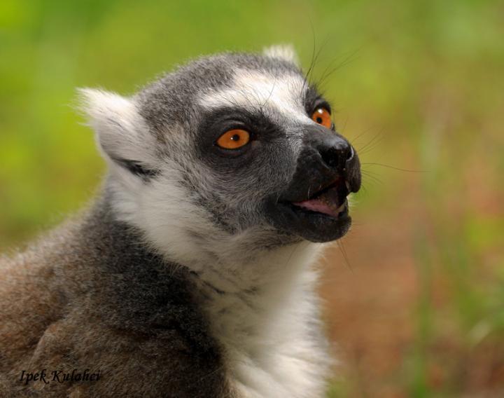 Lemur Vocalizing