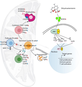 Summary of DHA-mediated immunoregulation and potential mechanism