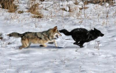 Yellowstone Wolves at Play