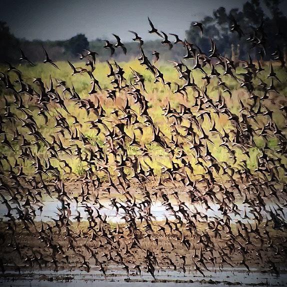 Habitat for Rent Conserving Migratory Birds EurekAlert!