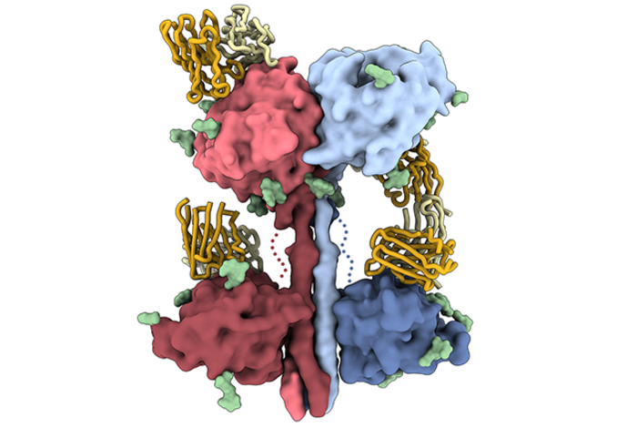 Nipah virus attachment protein in complex with antibody  fragment