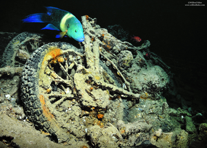 Eight years of community structure monitoring through recreational citizen science at the “SS Thistlegorm” wreck (Red Sea)