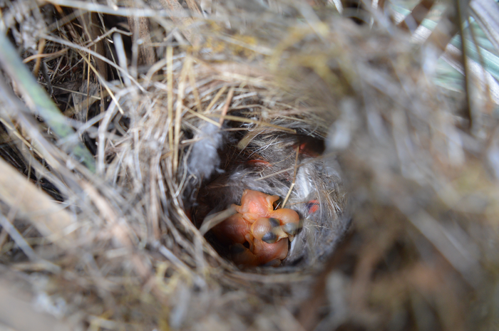 fairy-wren chicks