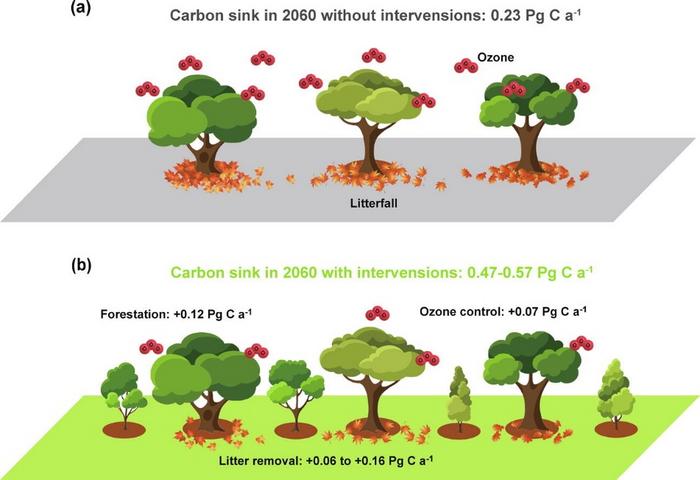 Large potential of strengthening the land carbon sink in China through anthropogenic interventions