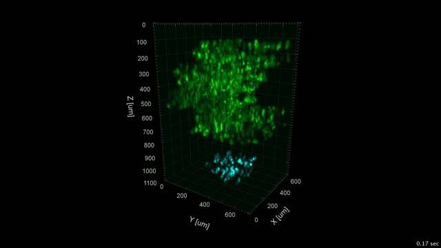 Neuron Activity