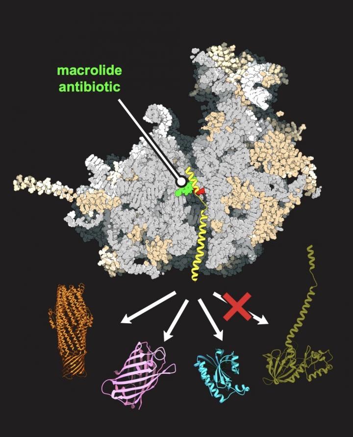 Yeast RS Illustration