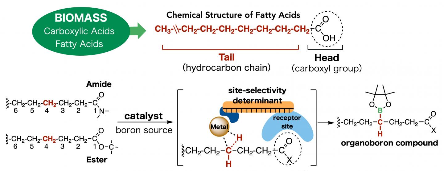Mechanism of Action of the New Catalyst