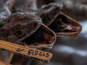 dried tokay geckos