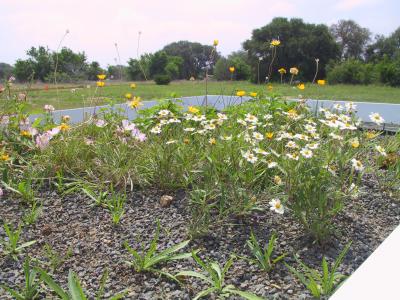 Simulated Green Roof
