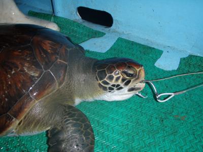 Green Turtle Caught on a Longline Hook