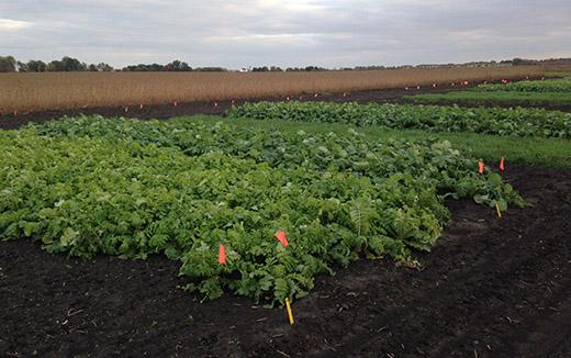 Cover Crops