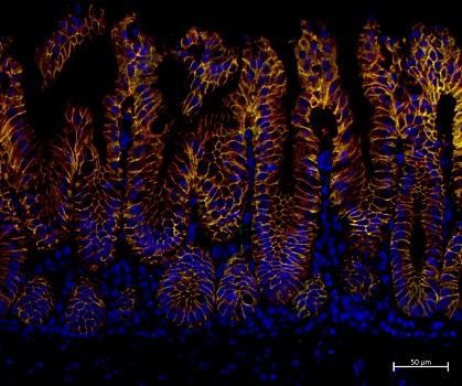 Colonic Mouse Tissue