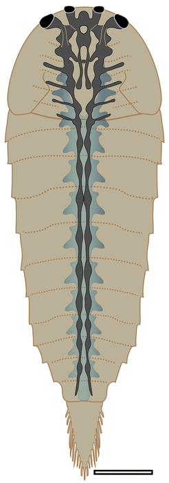 Reconstruction of Leanchoilia's brain and segmental nervous system