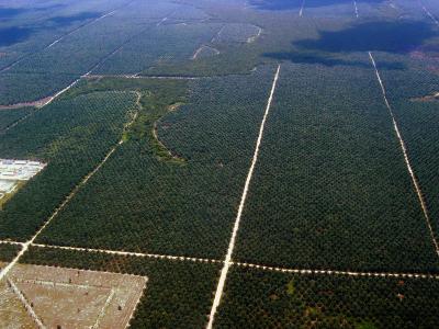 Oil Palm Plantation, Indonesian Borneo