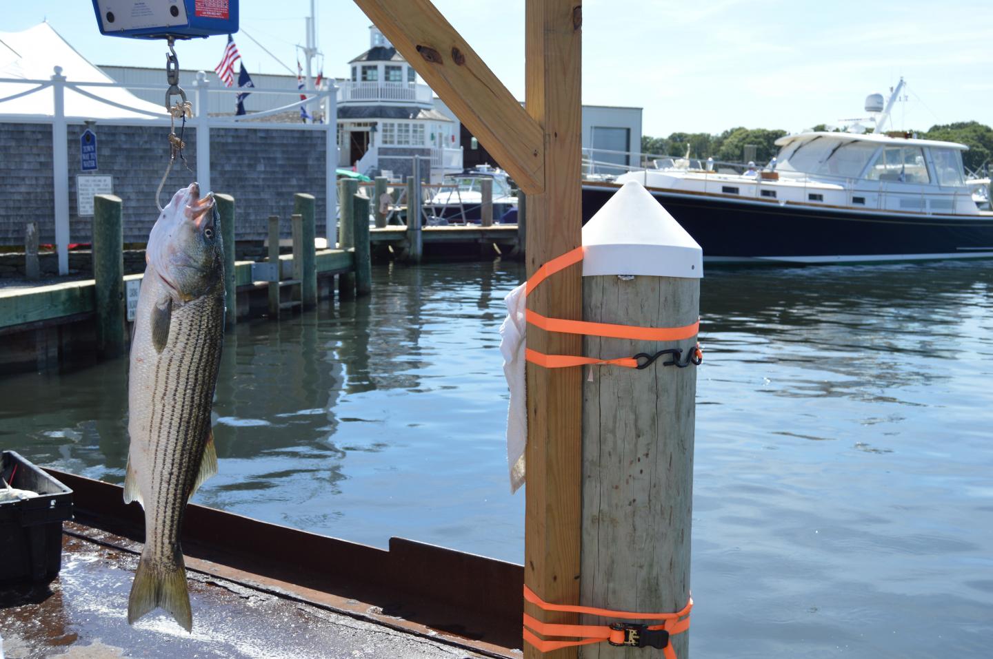 Recreational catch of fresh striped bass hanging from a weight scale. Osterville, MA, USA