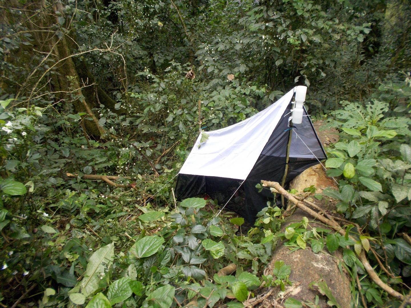 Tent-like Malaise Traps