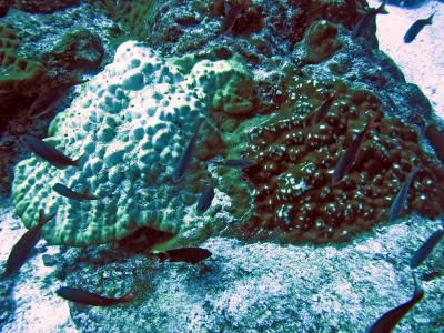 Marine Biologists Unmask Species Diversity in Coral Reefs (1 of 2)