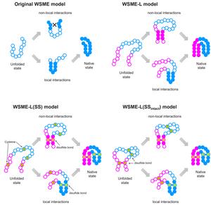 Protein folding models