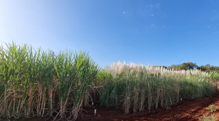 Sugarcane in the field