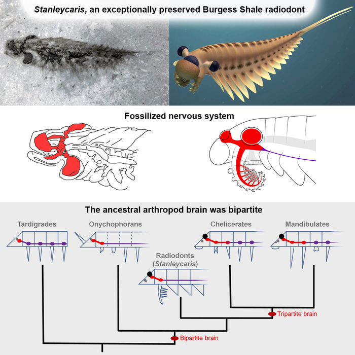 Interpretation of the nervous system from fossils of Stanleycaris