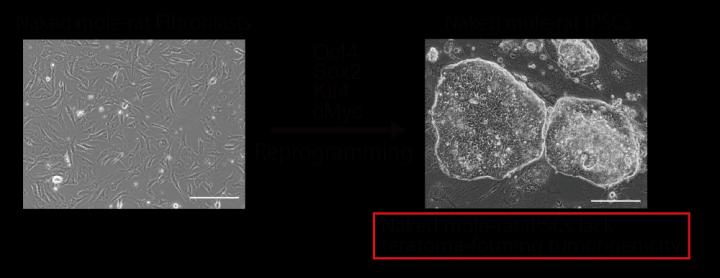 The Induced Pluripotent Stem Cells (iPSCs) Derived from the Naked Mole-Rat