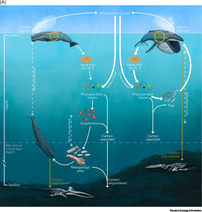 Great whales’ direct and indirect nutrient and carbon cycling pathways
