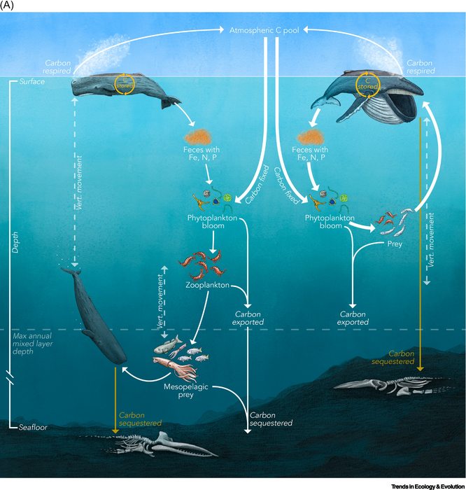 Whales could be a valuable carbon sink, say s | EurekAlert!