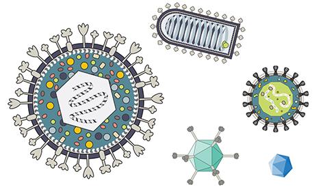 Viruses for Neural Circuit Mapping