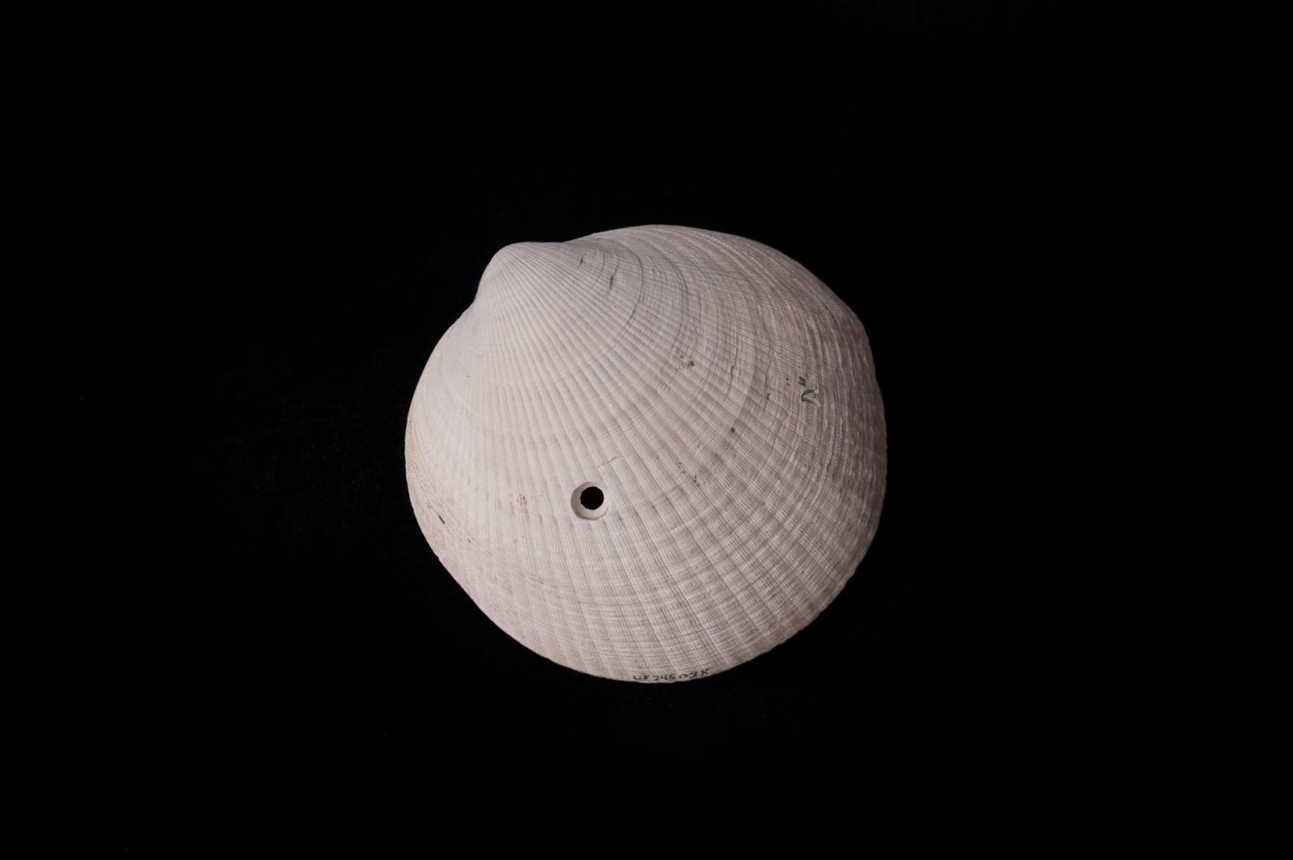 Drill Holes in Shells Point to Big Predators Picking off Small Prey