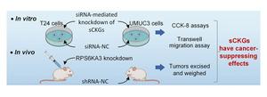 Integrating machine learning with total network controllability analysis to identify therapeutic targets for cancer treatment