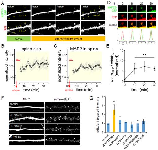 MAP2 spine translocation