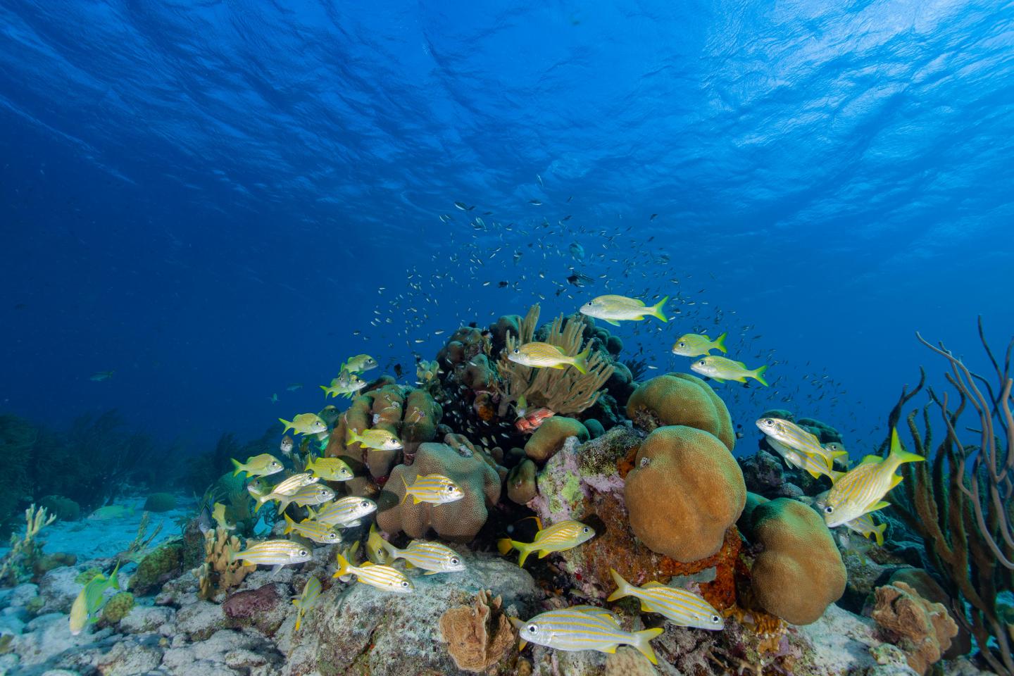 Carribbean Reef: