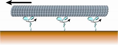 'Crowd Surfing' Microtubule