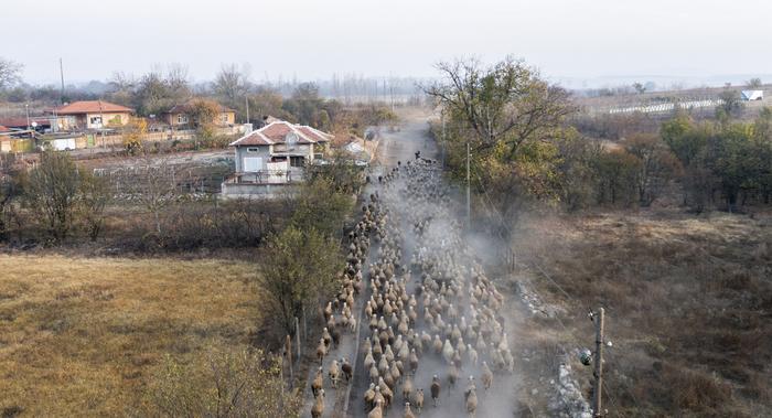 Hunderte Schafe sowie eine Ziege stürmen durch eine verlassene Gegend entlang einer staubigen Straße in der Provinz Plovdiv in Bulgarien