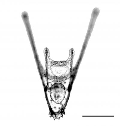 4-Armed Larva of Sea Urchin