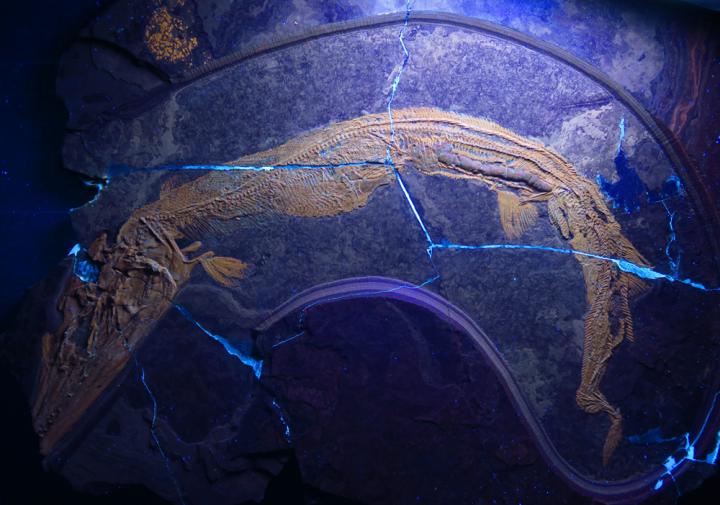 Saurichthys (1 of 2)