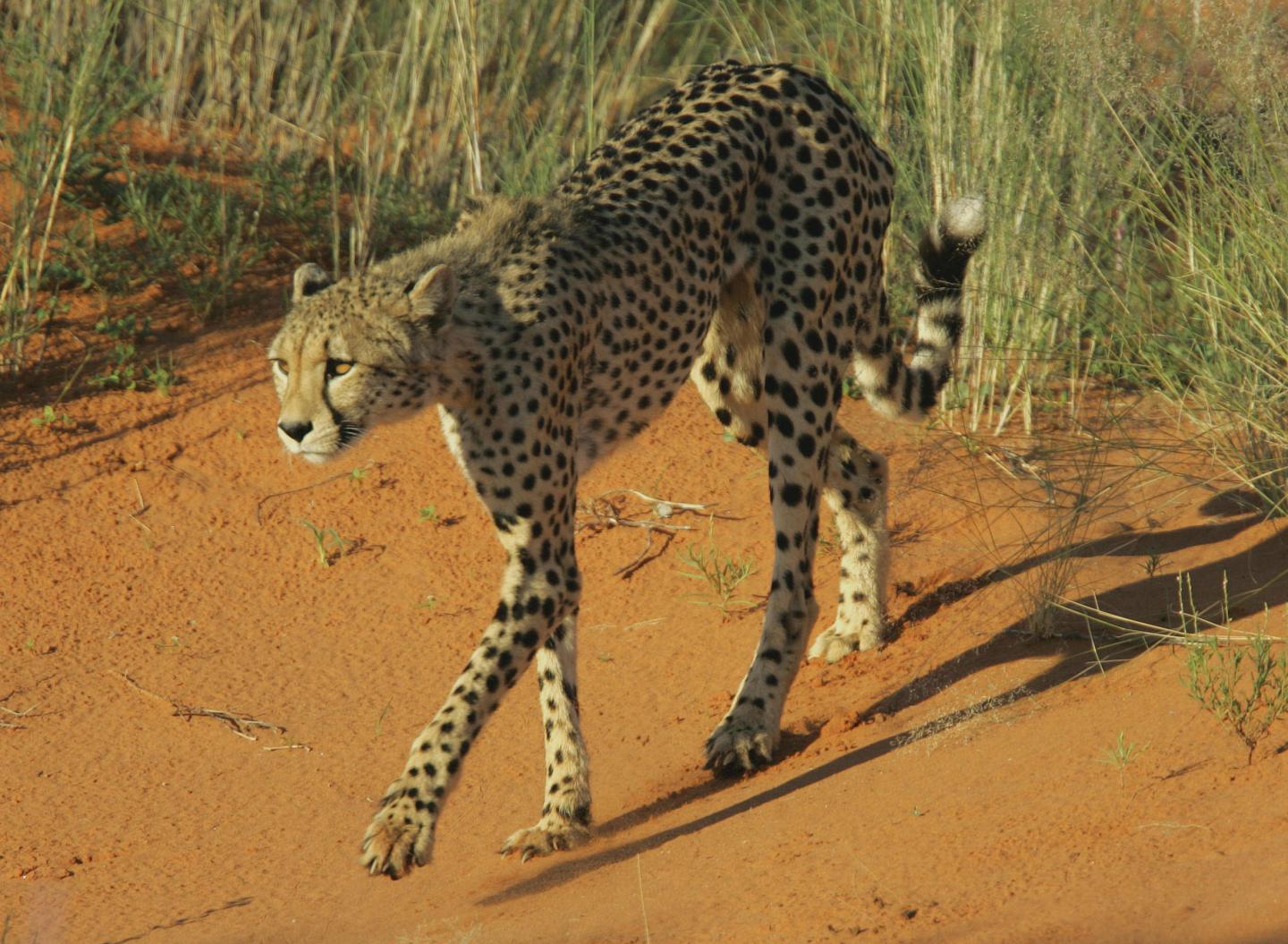 Cheetahs and Pumas Strike a Balance to Hunt ( EurekAlert!
